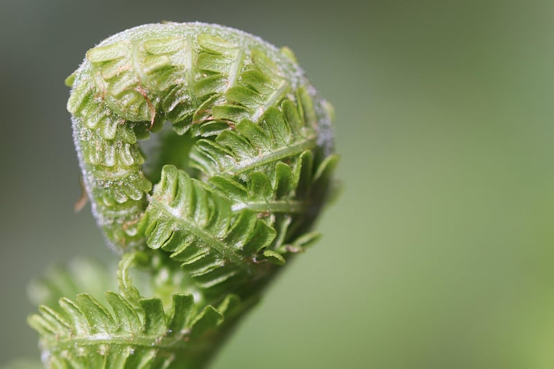 Fantasy Landscaping Tips